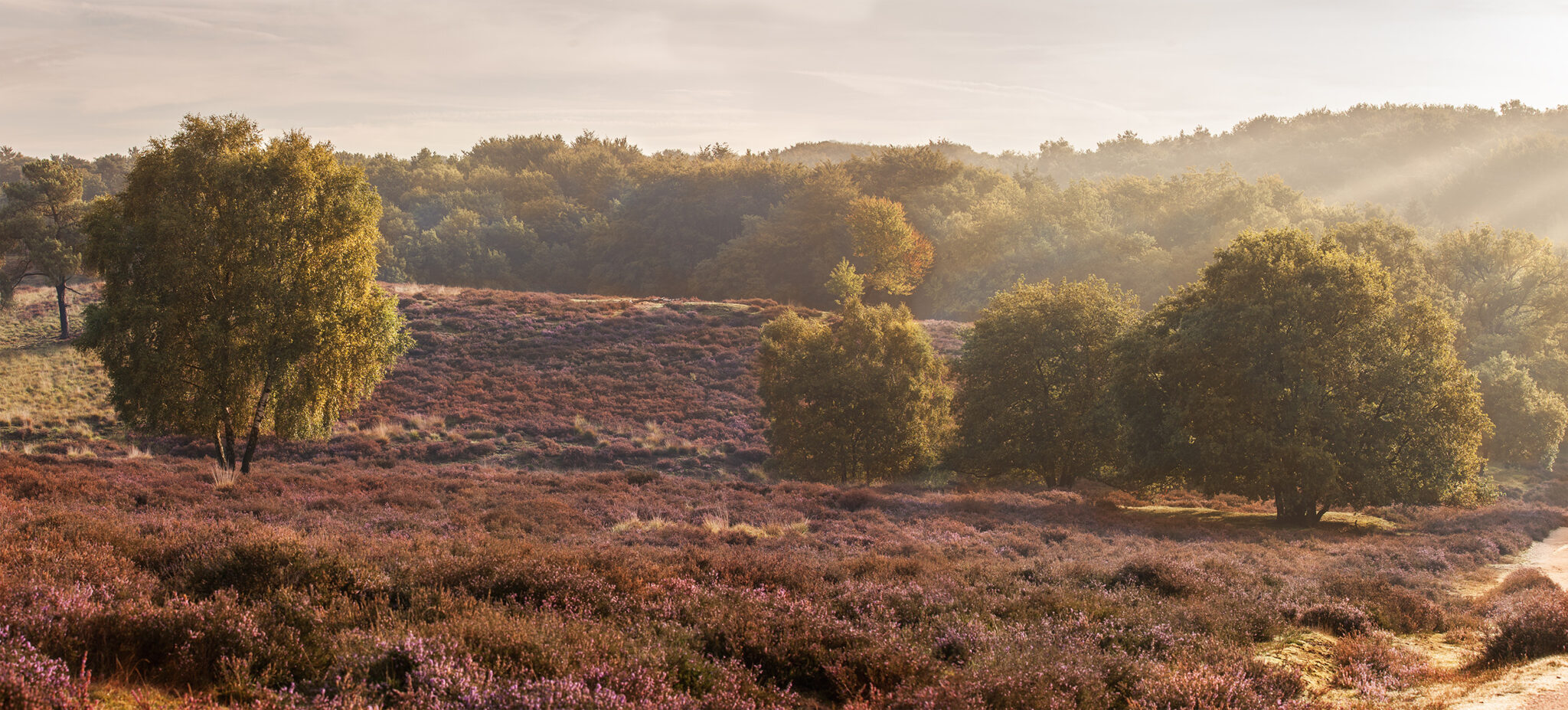 Visit Mookerheide